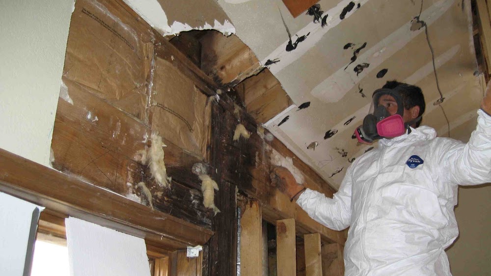 GTA Mold Removal Brampton