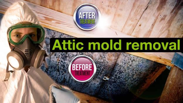Ottawa Mold Removal-Orleans-Kanata