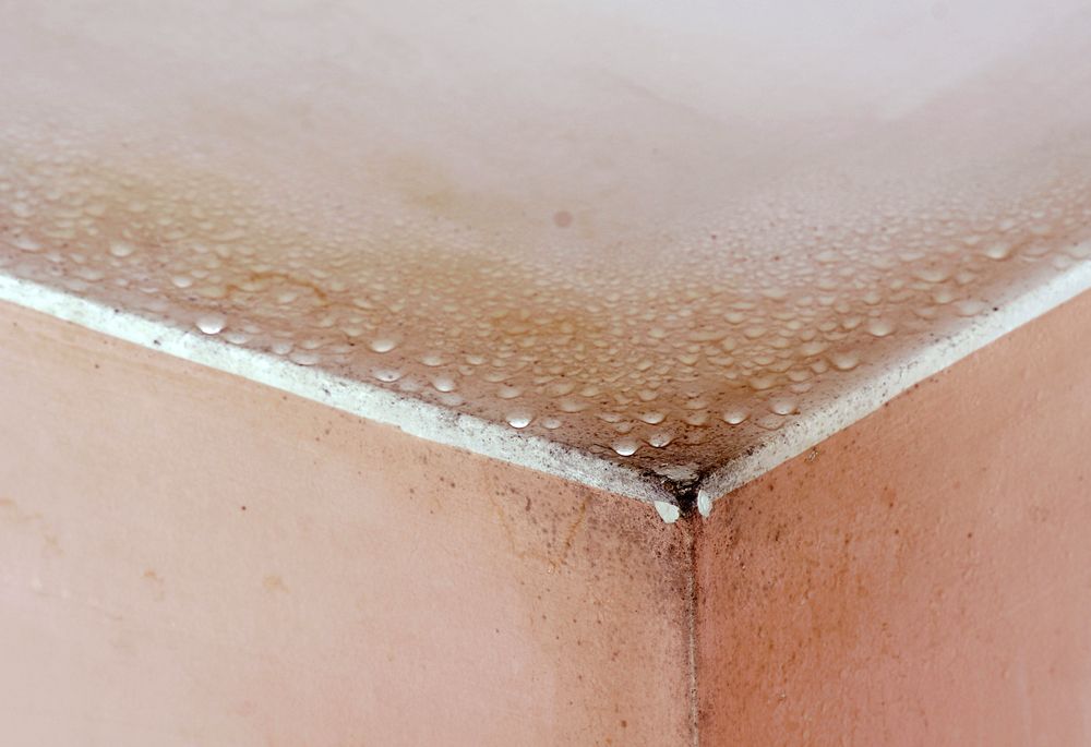 Mold.ca