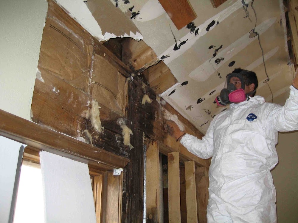 GTA Mold Removal Toronto