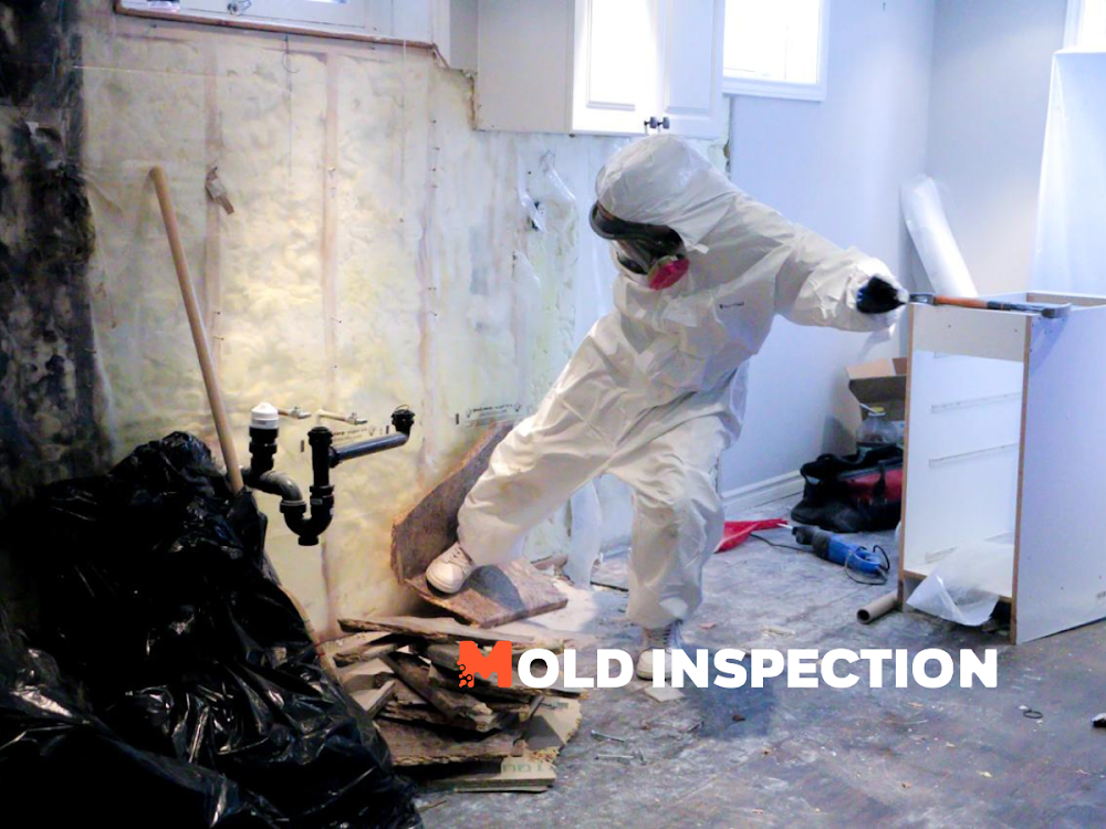 Mold Inspection Gatineau